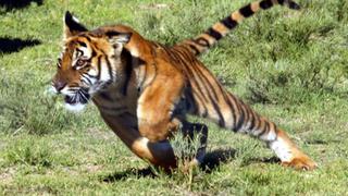 Indonesia: hombres que estuvieron cuatro días sobre un árbol para huir de tigres fueron rescatados