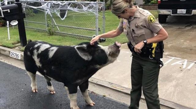 Vecinos de un barrio de California reportaron la presencia de un cerdo 'del tamaño de un caballo'. Solución de la policía se ha vuelto viral en Facebook.