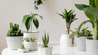 5 plantas que puedes poner en tu habitación