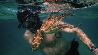 “My Octopus Teacher”:  el documental ganador del Oscar 2021 que debes ver ya mismo