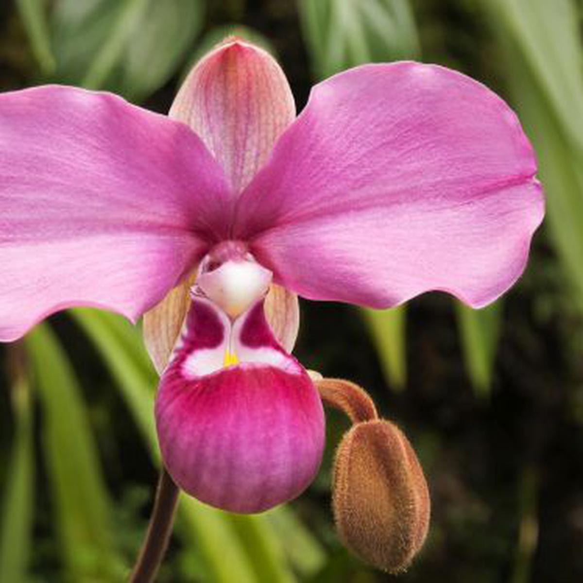Conozca la historia del robo de una orquídea endémica peruana | ELDOMINICAL  | EL COMERCIO PERÚ