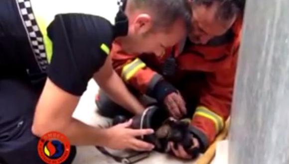 Dramática reanimación a un perrito tras un incendio en España