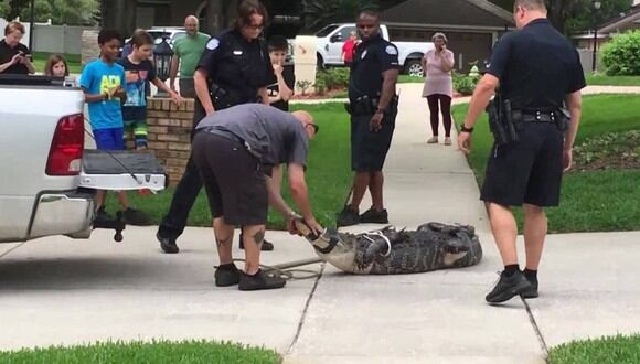 El enorme cocodrilo fue visto deambulando por un vecindario de Orlando, en la zona central de Florida. (Foto: WFLA News Channel 8 en YouTube)