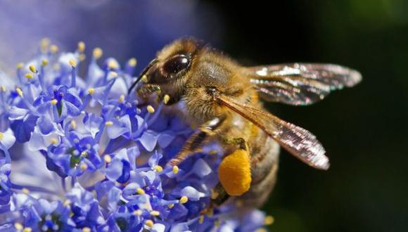 Las abejas polinizan gran parte de las plantas que existen. (Foto: Getty)