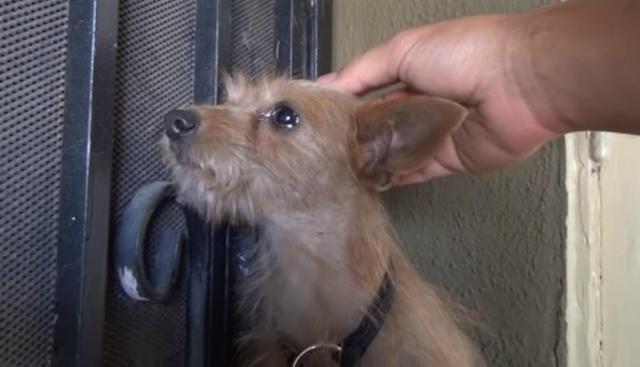 Usuarios de Facebook no pudieron evitar emocionarse al ver cómo rescataron al perro. (Foto: Captura)