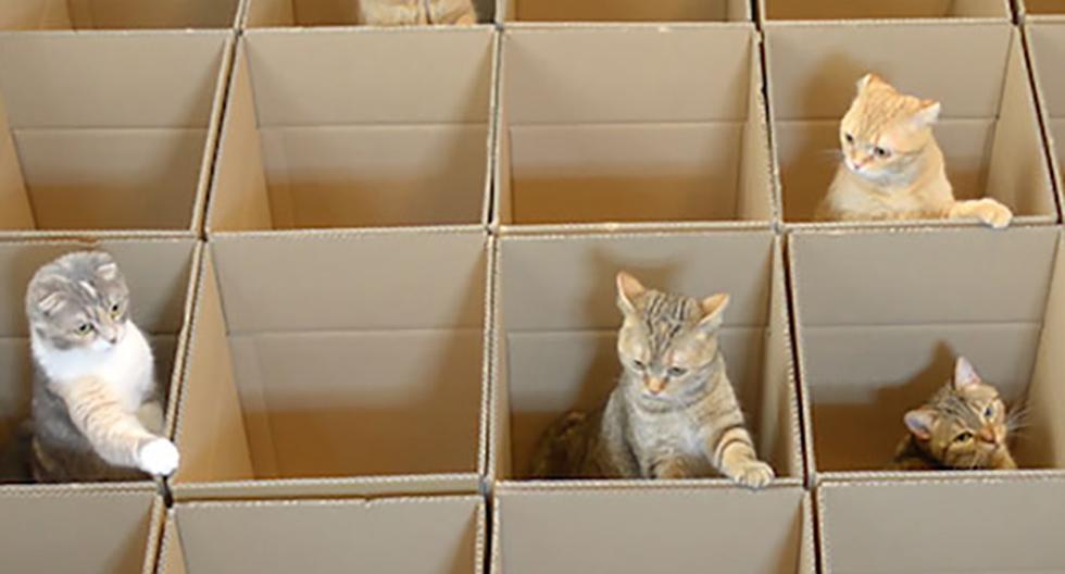 Gatos disfrutan de un laberinto de cartón. (Foto: Captura)