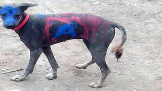 Cuerpo de perro peruano fue pintado con propaganda política