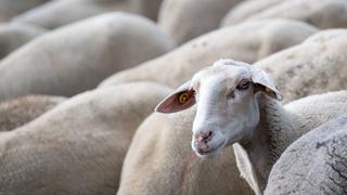 La trágica historia del misterioso “rebaño suicida” de 208 ovejas