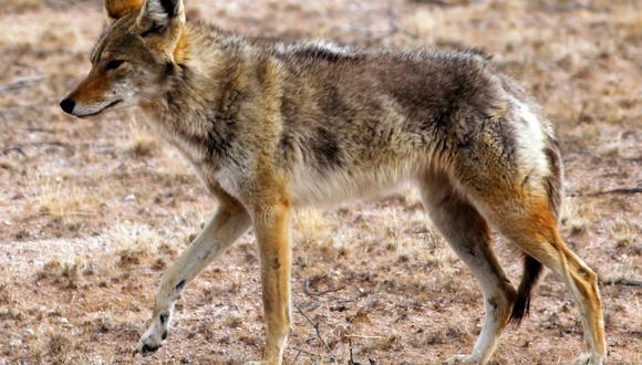 La policía de Massachusetts precisa que si bien los coyotes suelen ir a áreas urbanas para buscar alimento rara vez se registran ataques a personas. (Referencial: AFP)