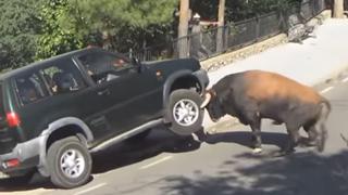 Toro enfurecido atacó una familia en su camioneta [VIDEO]