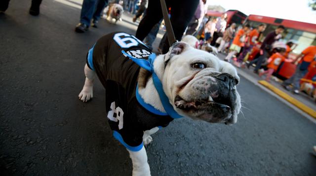 México: Más de 900 bulldogs buscan romper un récord Guinness - 10