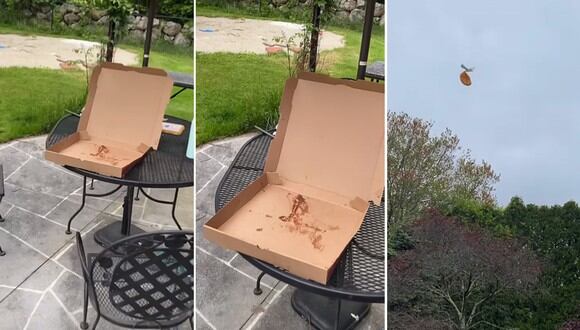 La gaviota se llevó el trozo de pizza que estaba en la mesa y dejó sin comer a un joven. | FOTO: Robert Tolppi / Instagram