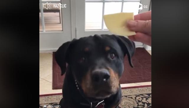 Al can primero le consultan si desea un pedazo de queso y dice que sí con la cabeza. (Facebook: @CulturaColectiv)