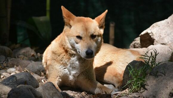 El dingo probablemente llegó a Australia hace 4.000 años, junto con los humanos. (Morguefile)