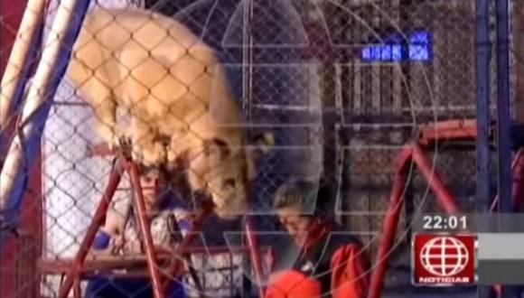 Representantes de circo fueron denunciados por ataque de leona
