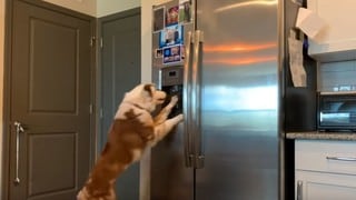 Perro impresiona al usar un dispensador de hielo