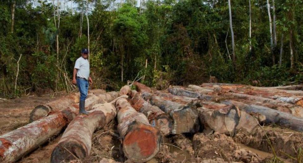 Banco Mundial donará US$ 400,000 para proyecto contra deforestación en Ucayali. (Foto: Andina)