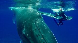 Bióloga marina fue salvada por una ballena jorobada de convertirse en comida para tiburones