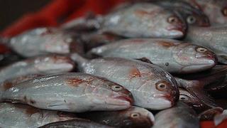 ÁDEX: las exportaciones pesqueras crecerían 22%
