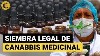 Cannabis medicinal: así se dio la primera siembra legal de marihuana en el Perú | VIDEO