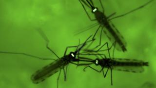 Parásito de la malaria podría ser atractivo para mosquitos