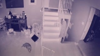 El video de los fantasmas de un niño y su perro que ha dejado a todos asombrados