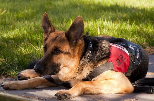 Los perros de asistencia están preparados para buscar auxilio cuando la persona que acompañan esta en riesgo (Foto: Pixabay)