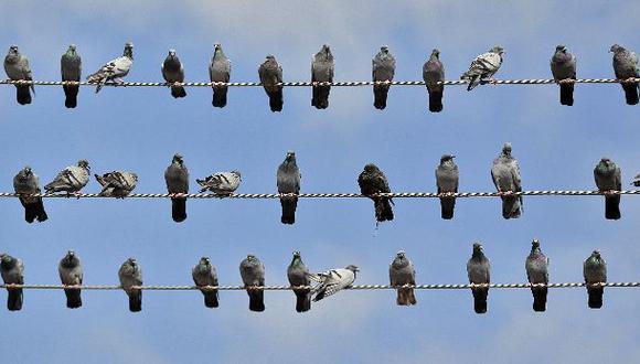 Las palomas ser&iacute;an m&aacute;s listas de lo que uno piensa. (Foto: Reuters)
