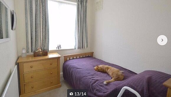 La sorpresa de un hombre al encontrar a su gato en las fotos de una casa a la venta. (Foto: @generoom / Twitter)