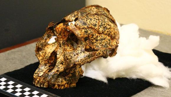 El cráneo de dos millones de años pertenece a la especie Paranthropus robustus. (LA TROBE UNIVERSITY)