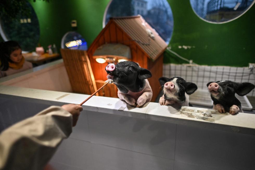 Esta foto del pasado 28 de febrero muestra a un comensal alimentando a un mini pig en una cafetería en Shangai. Gracias a las regulaciones. Gracias a la laxa industria de regulación de China, la escena de los cafés de animales en la ciudad más grande del país se ha expandido a incluir un género más amplio, más exótico, desde mapaches hasta cerdos y reptiles. (Foto: Héctor Retamal / AFP)