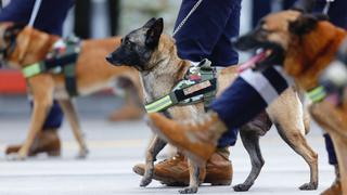 Parada Militar: canes de la Brigada Multipropósito del Ejército desfilaron por su ayuda en rescates de personas