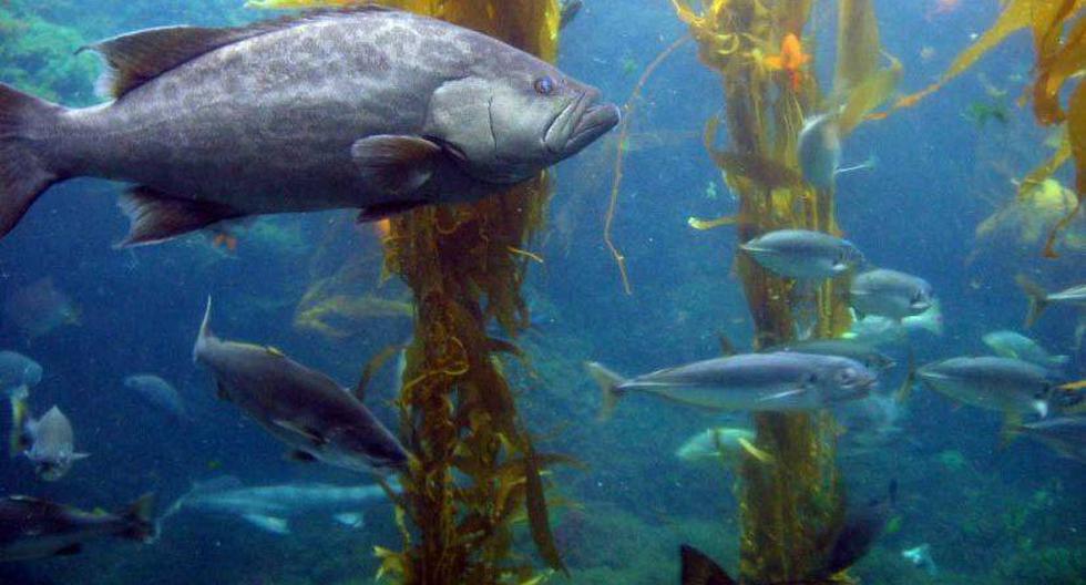 Miles de especies acuáticas son afectadas por la acidificación de los océanos. (Foto: moonjazz / Flickr)