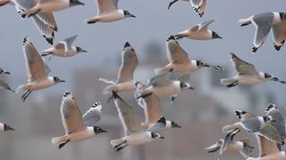 Día Mundial de las Aves Migratorias: ¿por qué se celebra dos veces al año y cuál es su origen?