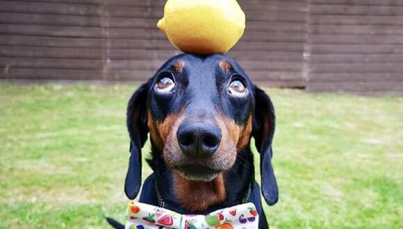 Este es Harlso, el perro equilibrista que causa sensación en Instagram | Foto: harlso_the_balancing_hound