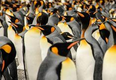 Antártida: 150 mil pingüinos murieron por culpa de iceberg gigante