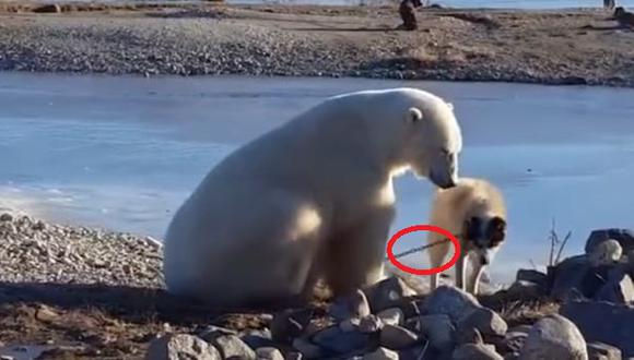 La cruel verdad sobre el oso polar y perro de trineo [VIDEO]