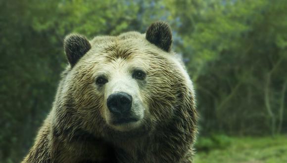 Según los productores del programa, los osos nunca son obligados a participar en las pruebas y siempre “reciben una gran recompensa con sus golosinas favoritas, antes, durante y después de cada evento".