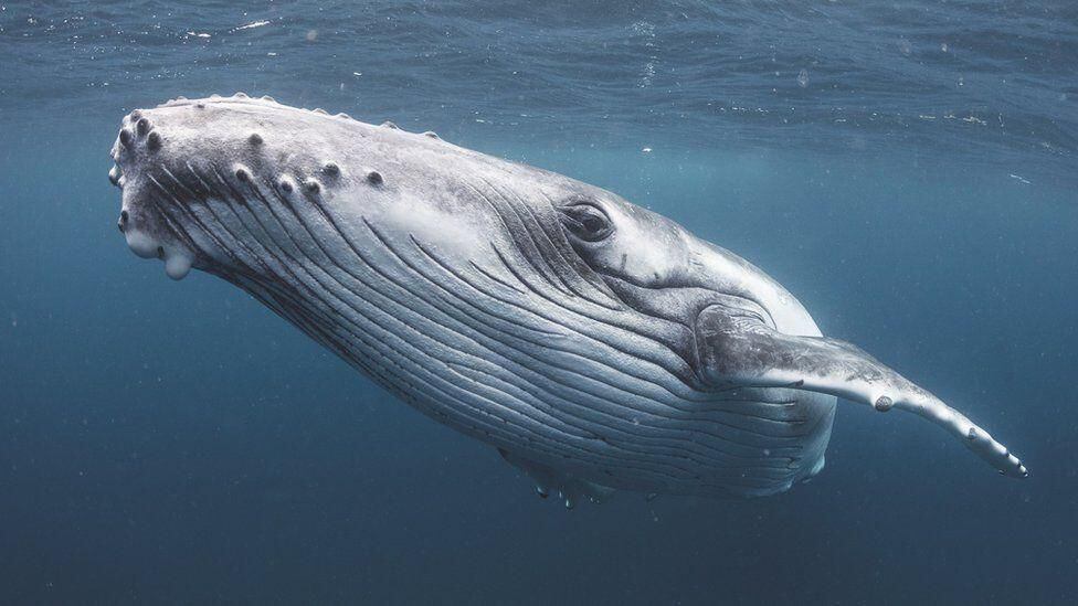 Environmentalists fear that whale species like the humpback could be affected by deep-sea mining.  (GET IMAGES).