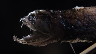 El pez dragón, la criatura de las profundidades cuyos dientes son más fuertes que los de las pirañas