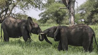 Tanzania presenta catastrófica reducción en número de elefantes
