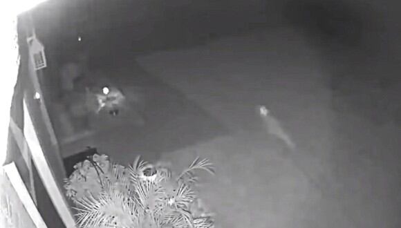 Una mujer de Florida, Estados Unidos, asegura haber captado un "bebé dinosaurio" corriendo en su patio. (Foto: El-Matbakh TV / YouTube)
