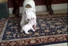 Cachorro Bulldog causa ternura por el berrinche que le hizo a su madre