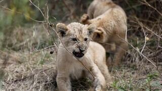 Dos cachorros leones nacen concebidos por inseminación artificial en Sudáfrica