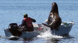El momento en que un león marino se sube al bote de una pareja para huir de orcas 