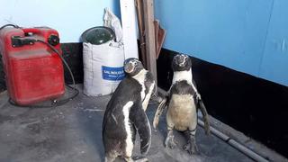 Hallan dos pingüinos de Humbolt deambulando en un caserío de Chimbote