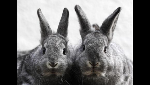 EE.UU: Piden prohibir experimentación animal en la cosmética