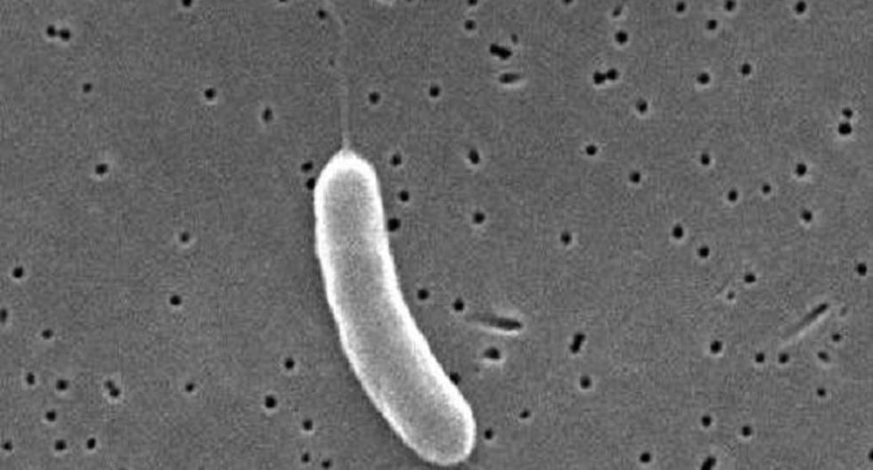 EEUU: Mueren dos personas en Florida por bacteria \"carnívora\". (Foto: ppdictionary.com)