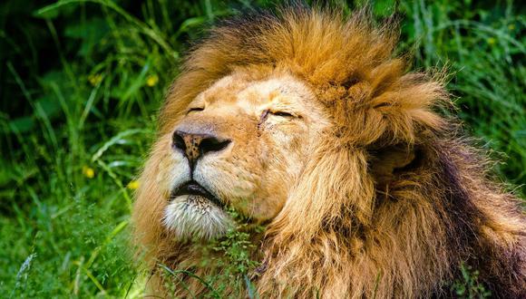 Día Mundial del León: ¿cuál es su origen y por qué se celebra cada 10 de agosto? (Foto: Pixabay)