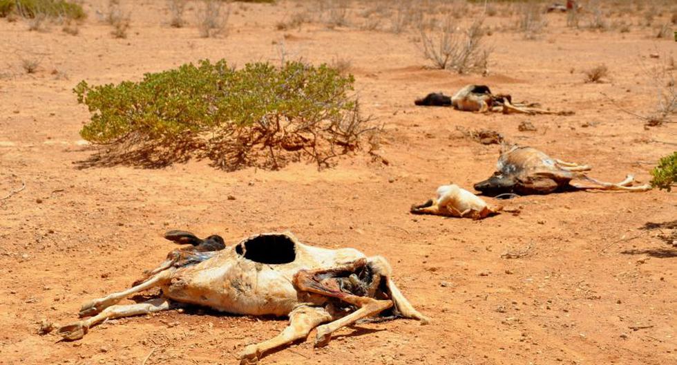 Sequía en el cuerno africano. (Foto: Wikimedia)